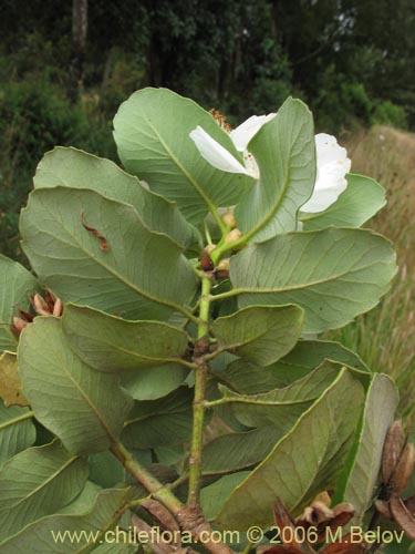 Image of Eucryphia cordifolia (Ulmo). Click to enlarge parts of image.